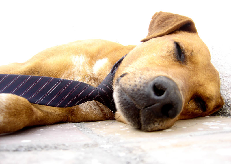 puppy with tie