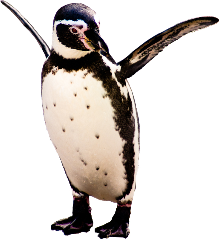 penguin